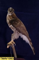 鳳頭蒼鷹藏品圖，第7張